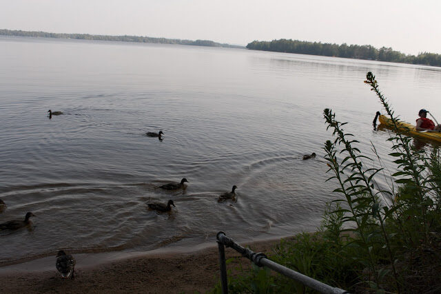 Golden hour on the north bay, a kayak gliding past ducks dabbling near shore